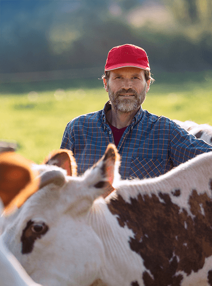 Eleveur au milieu de ses vaches