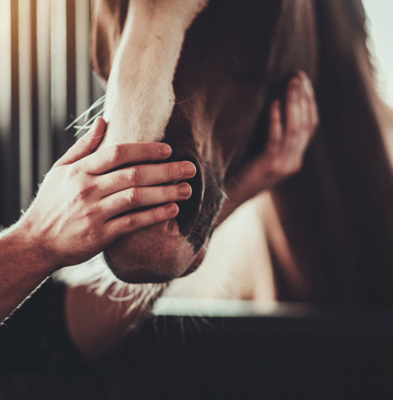 Main caressant une tête de cheval