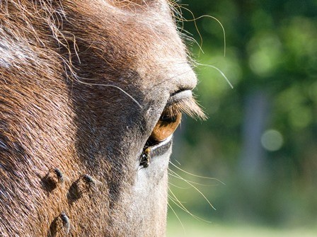 Anti mouche cheval - Répulsif insectes naturel pour chevaux