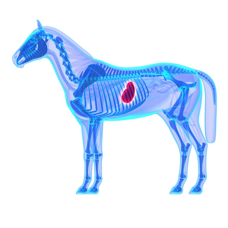 Anatomical diagram of a horse's stomach