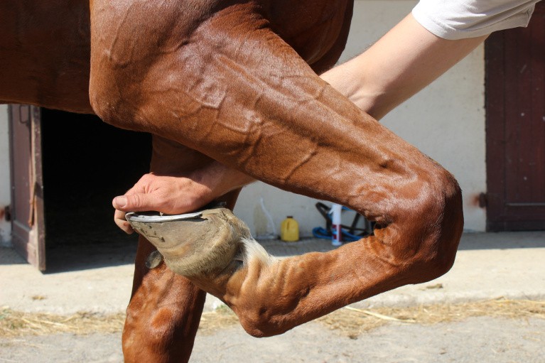 Distri'Harpago Liquide pour soulager l'arthrose du cheval
