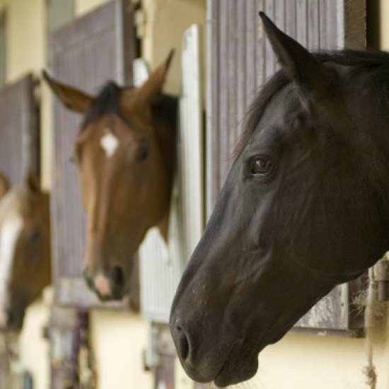 Des chevaux dans une écurie