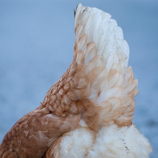 plumes d'une poule rousse